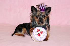Karotte fein raspeln und zugeben. Hundekuchen Wie Und Woraus Das Bewahrte Rezept Fera24 De