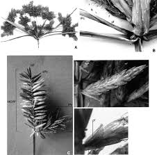 Image result for Volkiella disticha