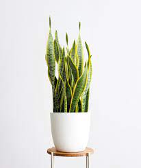 Until 2017, it was known under the synonym sansevieria trifasciata. The Snake Plant It Doesn T Get Easier Than This Plantscapes
