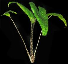 According to expert kaylee ellen, the best practice for elephant. Alocasia Zebrina K Koch Veitch Alocasia Zebrina Reticulata Alocasia Zebrina Alocasia Reticulata Alocasia Zebrina K Koch Veitch Sold As Alocasia Reticulata Form Alocasia Zebrina Reticulata And Alocasia Tigrina Superba Alocasia
