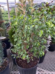 Image result for Ficus benjamina