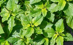 Image result for Amaranthus viridis