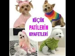 Youtube Kopek Kedi Kopek Kedi