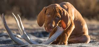 Deliciousness only found in the wilderness! Antlers For Dogs Do They Like Them And Are They Safe