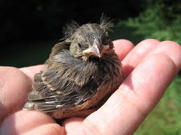 Baby Bird With Large Beak Baby Song Sparrow Song Sparrow Baby Songs Baby Bird