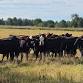 Feeder, Beef Replacement & Small Animal Sale