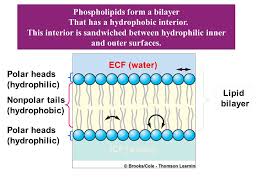 Cell Membrane Structure And Functions By Dr Nazish Ppt Download