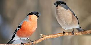 Jede eule ist 4 'hoch und ideal für die dekoration ganzjährig. Einheimische Europaische Vogel Witte Molen