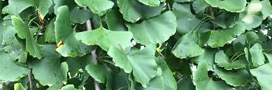 Image result for Ginkgoaceae