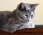 Muted Calico Tabby
