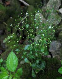 Image result for Samolus