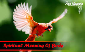 What Does It Mean When You See A Red Bird Red Birds Animal Symbolism Bird