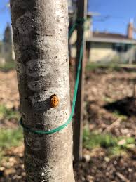 The high levels of damage to the leaves can significantly reduce your yearly bean yields. Ladybugs Vs Mexican Bean Beetles General Fruit Growing Growing Fruit