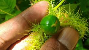 Dm for credit or removal. Manfaat Dan Khasiat Tanaman Buah Ulat Bulu Rambutan Hutan Steemit