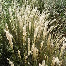 Image result for Aspilia ciliata