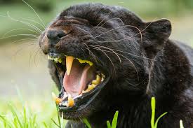 A black panther may not be what you think. Picture Big Cats Panthers Angry Whiskers Snout Animals 2048x1365