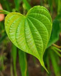 Image result for Dioscoreaceae