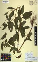 Image result for Sclerocarpus africanus