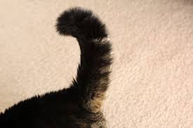 Kedi Dili Ve Edebiyati Ders 2 Kuyruklariyla Size Ne Anlatmak Istiyorlar Patiliyo Kedi Hayvan Evcil Hayvanlar