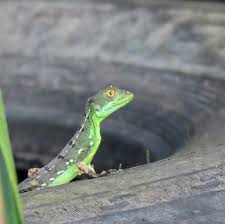 🌴 Día 1: ¡Inicia el Camino de Costa Rica! 🥾✨ Navegamos por el canal  Goshen y la Laguna Madre de Dios con nuestro capitán Julio Knight, rodeados  de monos, perezosos y basiliscos.