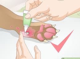 Most claw disorders in cats are caused by some sort of infection, but that is not the case for all cats. How To Care For A Dog S Dew Claw 10 Steps With Pictures