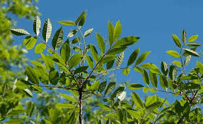 Check spelling or type a new query. How To Get Rid Of Poison Ivy Poison Sumac And Poison Oak