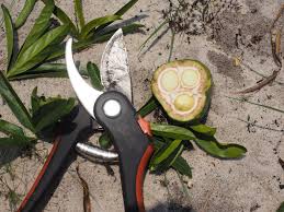 Image result for Napoleonaea gossweileri