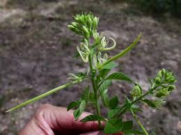Image result for Cleome bororensis