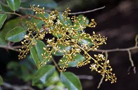 Image result for Dialium angolense