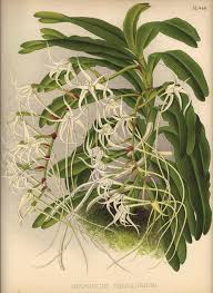 Image result for Cyrtorchis neglecta
