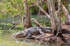 How Fast Are Saltwater Crocodiles On Land : R/Crocodiles