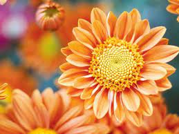 Chrysanthemum Flower Life Cycle Best Flower Wallpaper