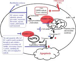 Image result for Buchholzia