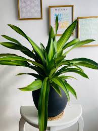 Image result for Dracaena fragrans