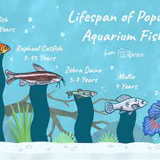 Average Lifespans Of Different Aquarium Fish Species