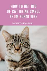 ● once the area is fully dried, apply a large amount of baking soda to the area and wait for at least 24 hours; Diy Recipe How To Remove Cat Urine Smell Mommy Lounge