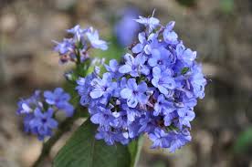 Image result for Eranthemum pulchellum