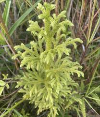 Image result for Lycopodiella cernua