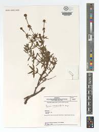 Image result for Spermacoce verticillata