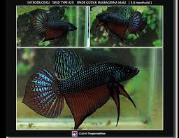Male Wild Type