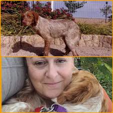 SAVE OUR SPANIELS RESCUE