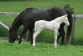 Black And Brown Quarter Horse Pin On Beautiful Horses