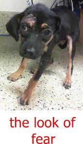 Black And Tan Labrador Retriever Coffee A1809826 I Am A Female Black And Tan Labrador Retriever Mix The Shelter Staff Think I Am About 13 Weeks Dog Adoption Adoption Labrador Retriever Mix