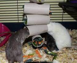 20 Free Or Cheap Diy Rat Toys In 2020 Rat Toys Pet Mice Diy Rat Toys