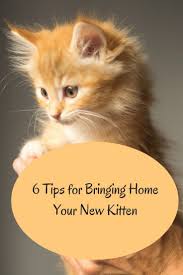 Bring Home Your New Kitten Tips For A Successful Adjustment To New Home Preparing For Your New Kitten Essentials For Kitten Care Cat Training Cat Care Tips