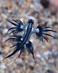 Image result for Bolboschoenus glaucus