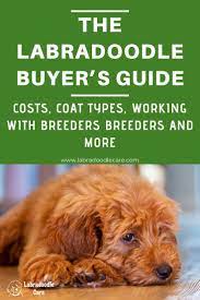Labradoodle Buyer S Guide Everything You Need To Know Labradoodle Puppy Labradoodle Labradoodle Breeders