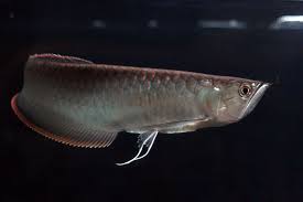 large black arowana pictures anyone care to post any oscar fish parrot fish tropical fish aquarium