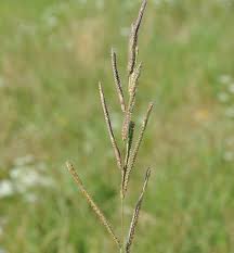 Image result for Paspalum