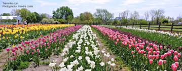 History of holland's tulip time festival. 2021 Holland Michigan Tulip Festival Guide Tulip Time Schedule Hotels Holland Michigan Tulip Festival Tulip Festival Holland Tulip Festival